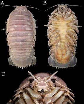 Taxonomic specimen view of Bathynomus vaderi showing dorsal ventral and helmet head morphology