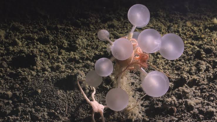 Carnivorous Ping-Pong Tree Sponge Chondrocladia lampadiglobus on abyssal seafloor