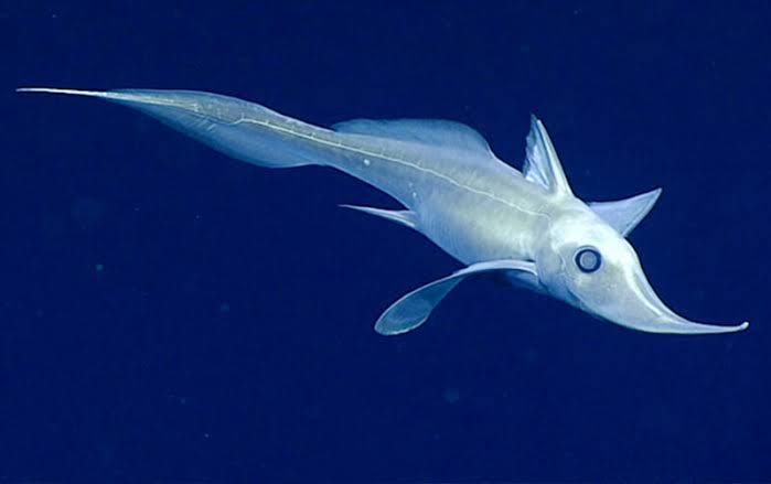 Long-nosed Chimaera ghost shark swimming in deep ocean waters