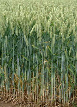 FAO Global Food Price Surge Warning Agriculture Wars El Nino Climate Inflation