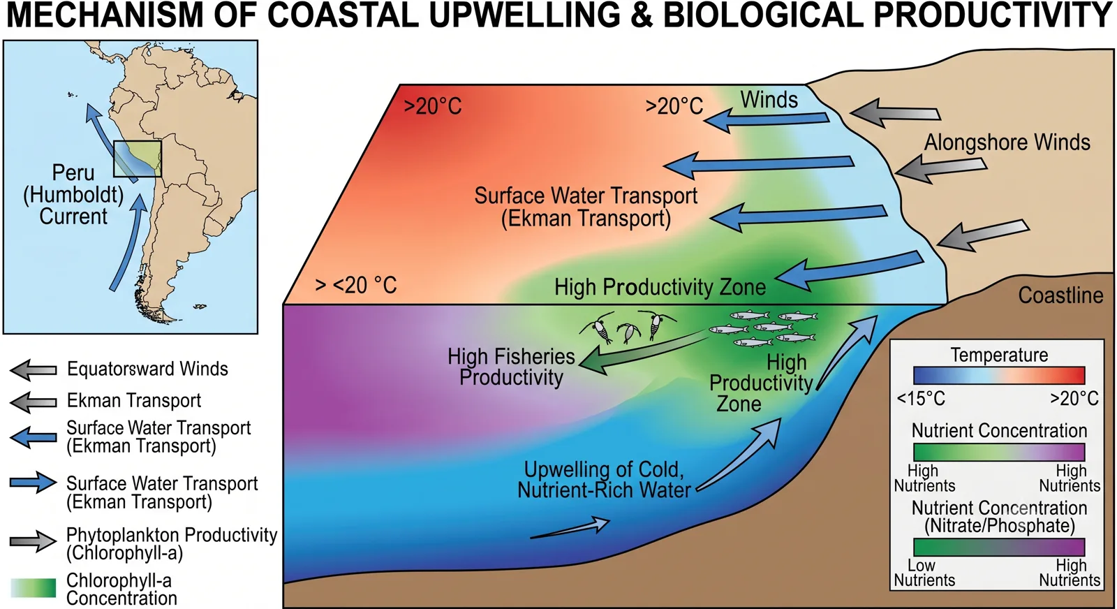 Diagram illustrating the mechanism of coastal upwelling and biological productivity highlighting the Humboldt Current and Ekman transport