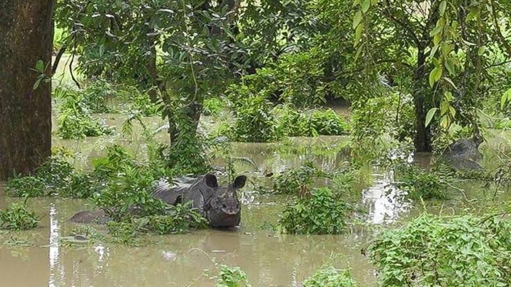 Indian one-horned rhinoceros swimming in flooded Kaziranga forest